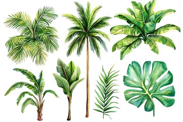 Set Palm tree, tropical plants on isolated white background