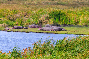 Group of hippos (Hippopotamus amphibius) laying on a lakeshore in Ngorongoro Crater national park, Tanzania