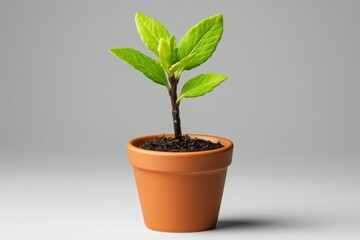 Single Myrtle Spurge stem in a small ceramic pot, set against a clean, uncluttered background, showcasing the plantâ€™s unique texture and form in a minimalist context