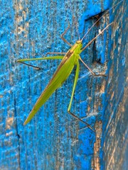 nature,foods,insects,moth,cutterpiller