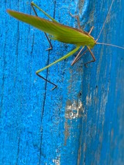 nature,foods,insects,moth,cutterpiller