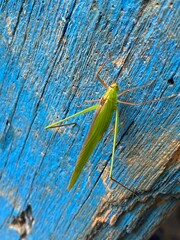 foods,white,vegetables,flowers,pink.moth