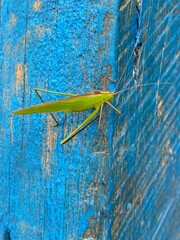 nature,foods,insects,moth,cutterpiller
