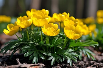 Obraz premium Winter Aconite flowers growing in clusters in a woodland glade, with their bright yellow heads nodding in the breeze, lighting up the early spring landscape