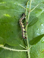 nature,foods,insects,moth,cutterpiller