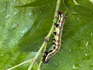 nature,foods,insects,moth,cutterpiller