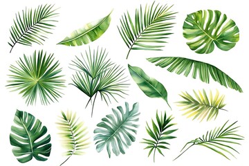 Obraz premium Ropical palm leaves set on white background