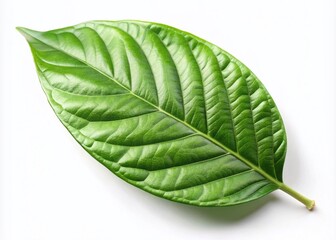 Obraz premium Isolated Green Cocoa Leaf on White Background for Natural Beauty and Wellness Concepts