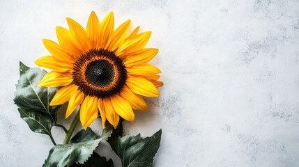 A vibrant sunflower with green leaves against a textured background.