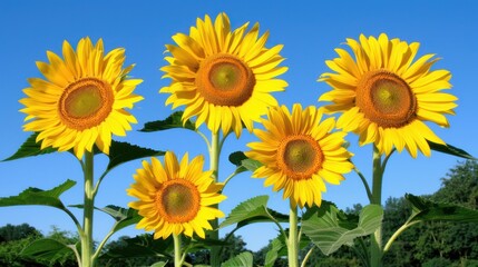 Five Sunflowers Blooming Against a Clear Blue Sky