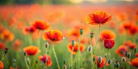 Fototapeta premium Minimalist Poppy Field Painting with Vibrant Colors and Soft Textures