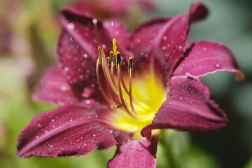 close up of a flower