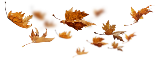 leaf leaves isolated autumn winter season background falling fall platanus tree wid air w