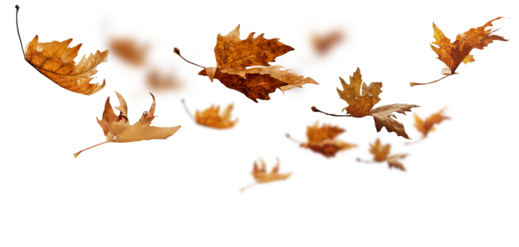 leaf leaves isolated autumn winter season background falling fall platanus tree wid air w