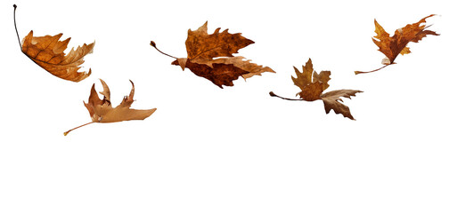 leaf leaves isolated autumn winter season background falling fall platanus tree wid air w