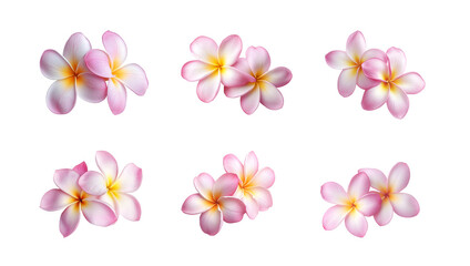 Plumeria flowers on transparent background