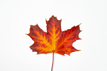 Autumnal Equinox. Canada Day. Winter solstice the end of autumn. Red maple leaf isolated on white background. Red leaf is a symbol of autumn.