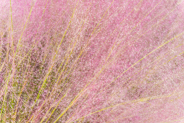Beautiful Pink grass long ornamental plant. Soft focus pastel ornamental grass nature background at South Korea, Asia