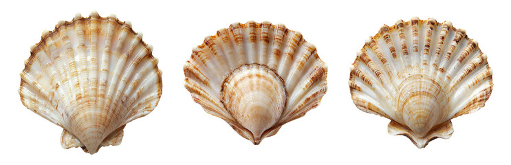 Obraz premium Unique Shell Collection on White Background Isolated on Transparent Background