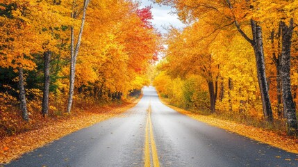 Fototapeta premium A stunning autumn landscape with trees covered in bright yellow and orange leaves, lining a quiet country road.