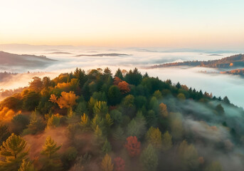 Obraz premium Aerial View of Autumn Forest with Fog