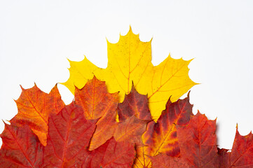 Autumnal Equinox. Canada Day. Winter solstice the end of autumn. Red maple leaf isolated on white background. Red leaf is a symbol of autumn.