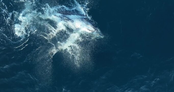 Whale breeches playfully