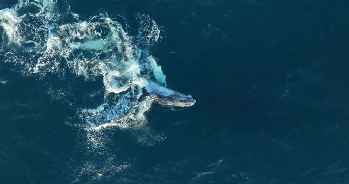 Whale breeches playfully