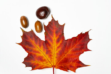 Autumnal Equinox. Canada Day. Winter solstice the end of autumn. Red maple leaf isolated on white background. Red leaf is a symbol of autumn.