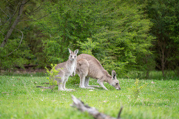 kangaroo and a joey in the grass