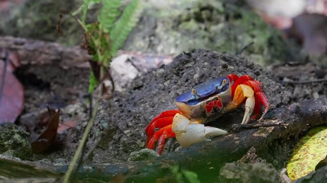 Mouthless crab in a mangrove habitat