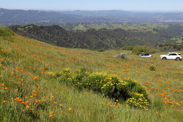 Roadside views of springtime poppies at Mt Diablo State Park, California