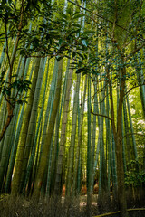 Fototapeta premium Hokoku ji Temple bamboo forest in Kamakura, Kanagawa, Japan