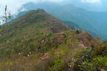 東赤石山とアケボノツツジ