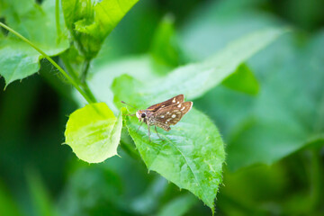 butterfly on leaf