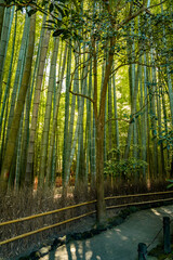 Hokoku ji Temple bamboo forest in Kamakura, Kanagawa, Japan