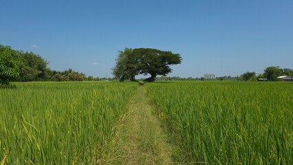 Fototapeta premium field and blue sky