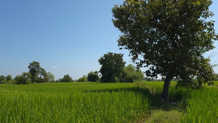 tree in the field