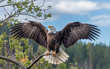 bald eagle in flight