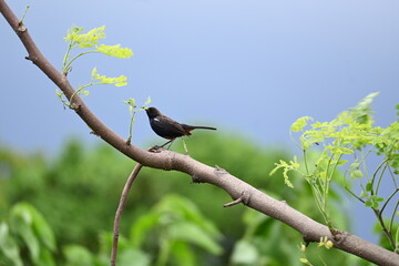 Indian robin or Copsychus fulicatus bird. It is a species of passarine bird in the family Muscicapidae. It is widespread in the Indian subcontinent and ranges across Bangladesh, Bhutan, India, Nepal.