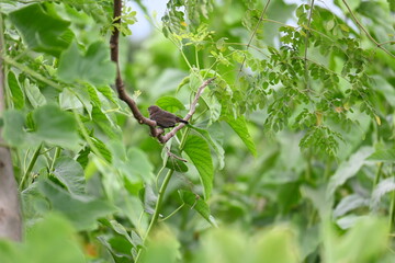 Indian robin or Copsychus fulicatus bird. It is a species of passarine bird in the family Muscicapidae. It is widespread in the Indian subcontinent and ranges across Bangladesh, Bhutan, India, Nepal.