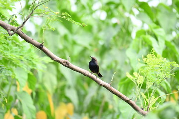 Indian robin or Copsychus fulicatus bird. It is a species of passarine bird in the family Muscicapidae. It is widespread in the Indian subcontinent and ranges across Bangladesh, Bhutan, India, Nepal.
