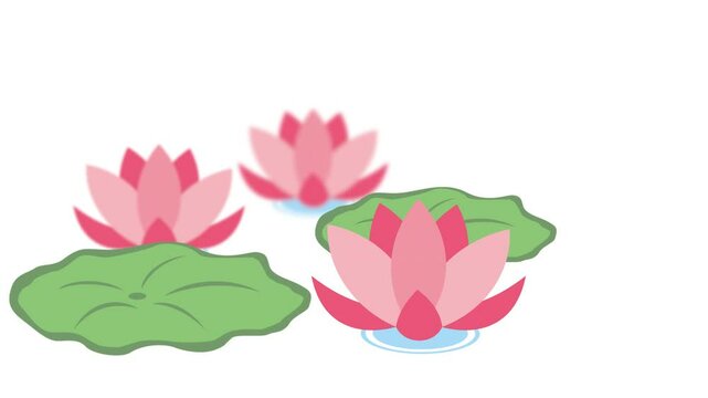animated illustration of lotus flowers and leaves, isolated plain background, and alpha channel settings, suitable for completing the design