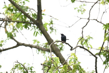 Indian robin or Copsychus fulicatus bird. It is a species of passarine bird in the family Muscicapidae. It is widespread in the Indian subcontinent and ranges across Bangladesh, Bhutan, India, Nepal.
