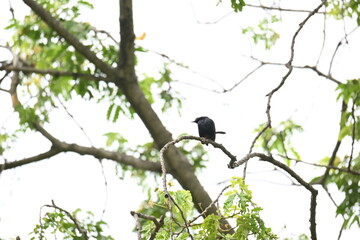 Indian robin or Copsychus fulicatus bird. It is a species of passarine bird in the family Muscicapidae. It is widespread in the Indian subcontinent and ranges across Bangladesh, Bhutan, India, Nepal.