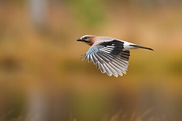 Eurasian Jay in Flight Over Marshland with a Golden Autumn Background