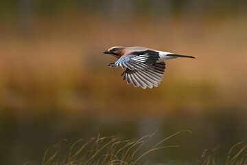 Eurasian Jay in Flight Over Marshland with a Golden Autumn Background and Thin Grass Blades in Foreground