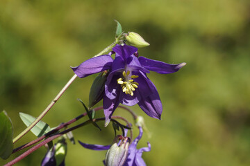 Flowers of Aquilegia vulgaris (European columbine, common columbine, granny's nightcap, granny's...