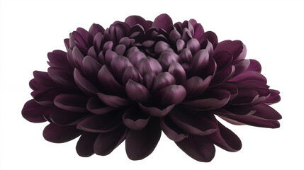 Dark plum chrysanthemum flower isolated on white background, showcasing rich and dramatic plum-colored petals with intricate detailing, no shadows, and a clean cutout for a bold floral display