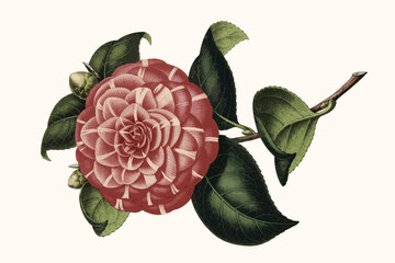 stripes and checks pattern, tie-dye pattern, paisley pattern, Motif Pattern, Kids Clothes And Cartoon, Jungle, Animal, Birds Pattern, Ikat Pattern, Geometric Pattern, Flower Pattern